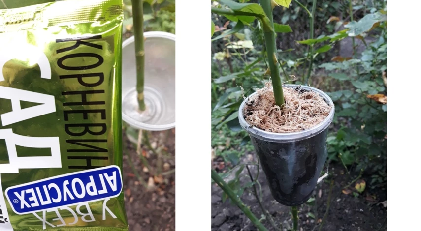 черенкование роз