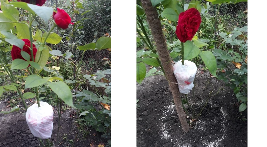 размножение роз черенкование