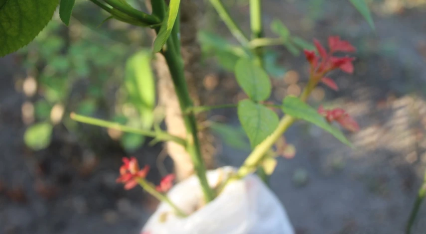 способы черенкования роз