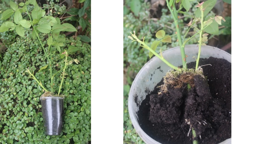 простое черенкование роз