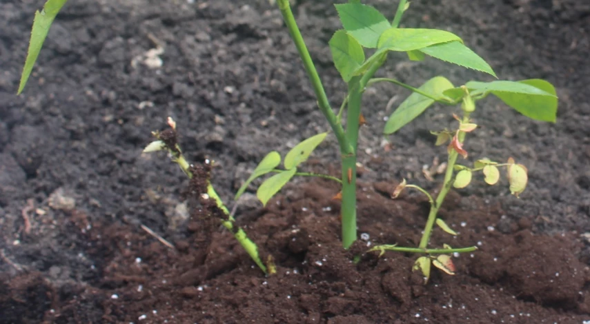 методы черенкования роз