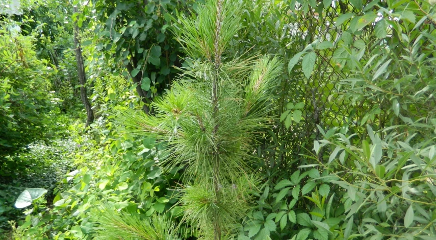 хвойные растения на участке