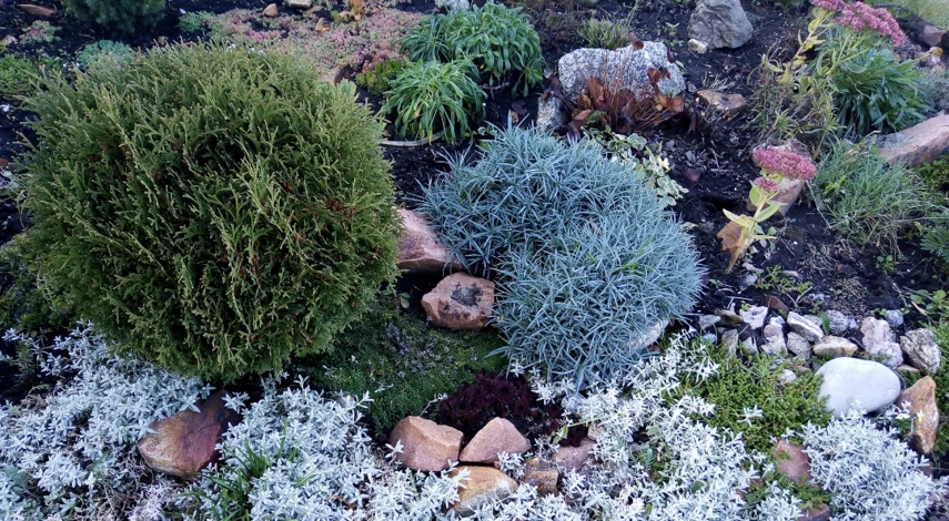 хвойные деревья на участке