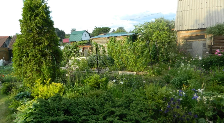 как выращивать хвойные