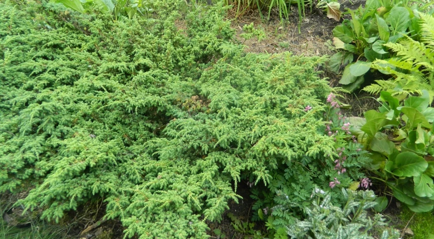 какие хвойные посадить на участке