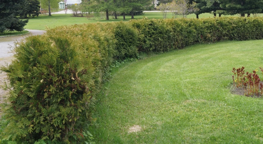 живая изгородь из хвойных