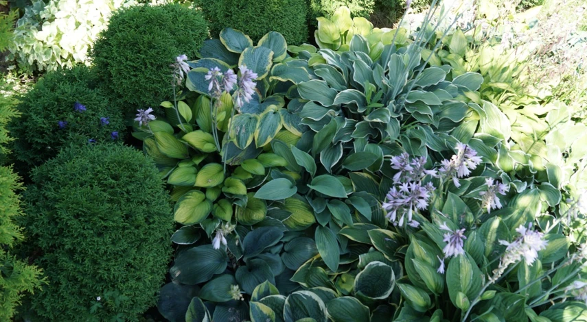 стрижка хвойных растений