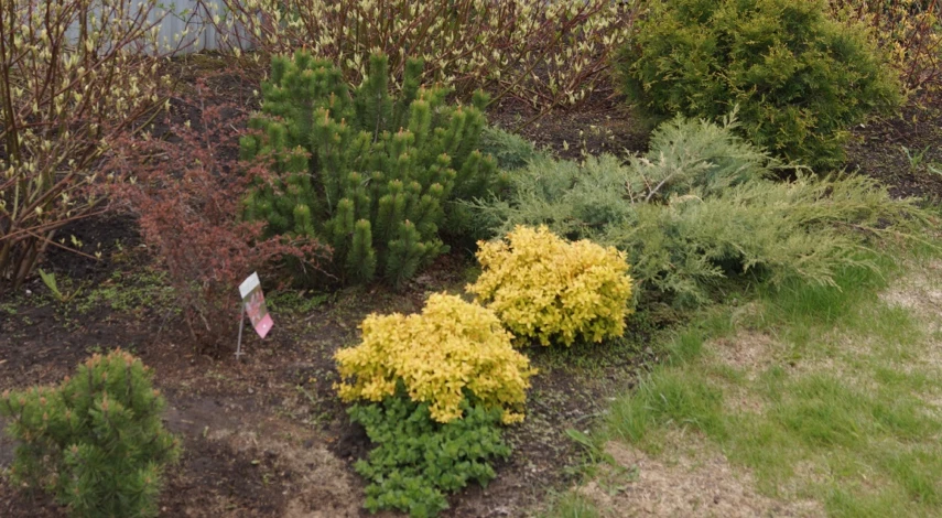 хвойные растения для ландшафтного дизайна