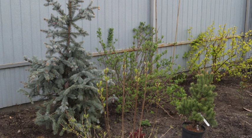 садовые хвойные растения