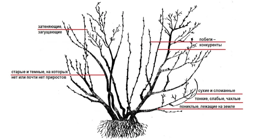 Обрезка красной смородины осенью