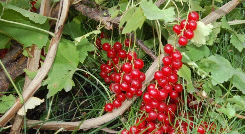 Как обрезать красную смородину осенью