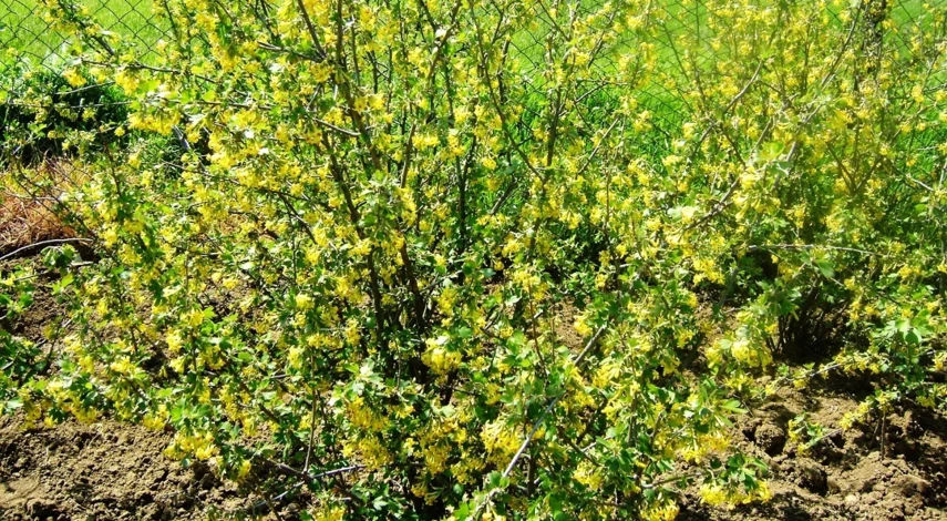 Обрезка золотистой смородины