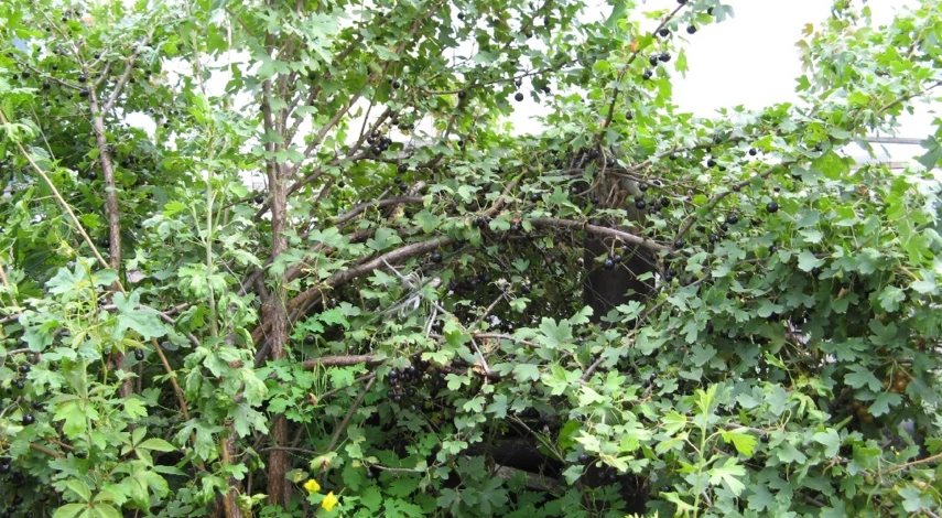 Обрезка старой смородины осенью