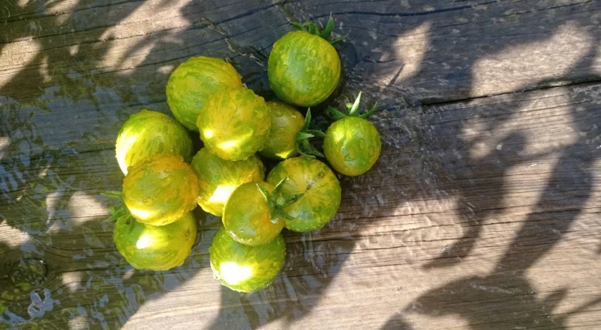 сорт зеленая зебра