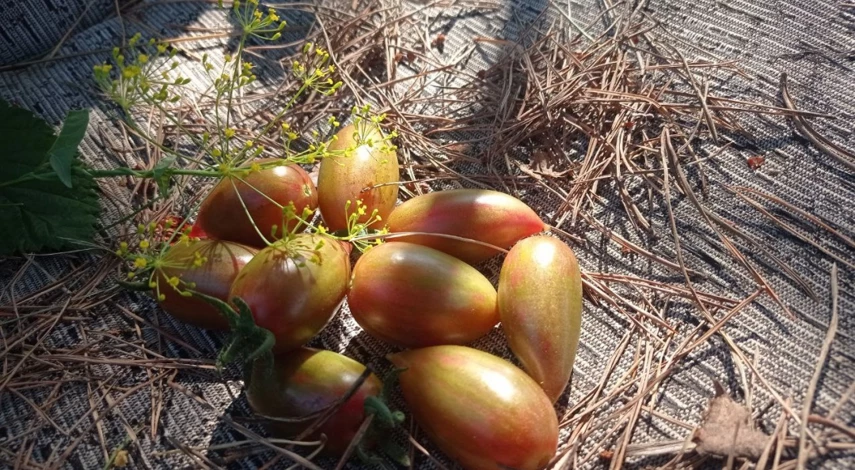 сорт сладкие сосульки