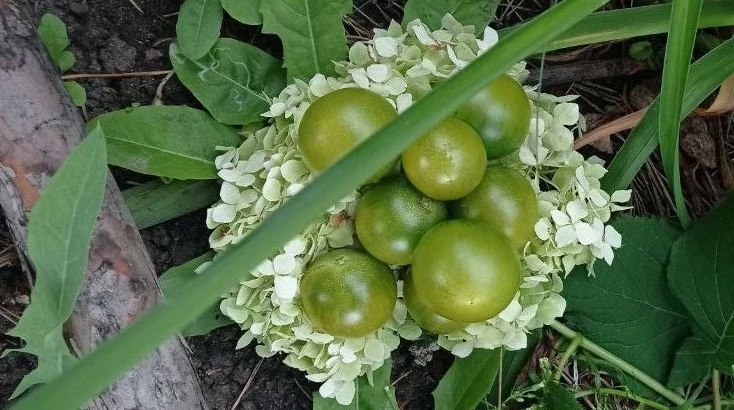 томат черри мохито