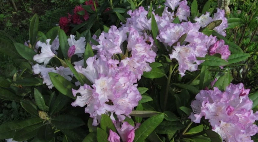 Рододендрон посадка