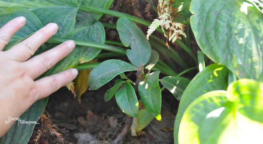 Рододендрон посадка и уход