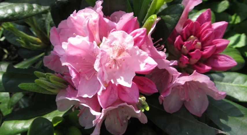 Как пересаживать рододендрон