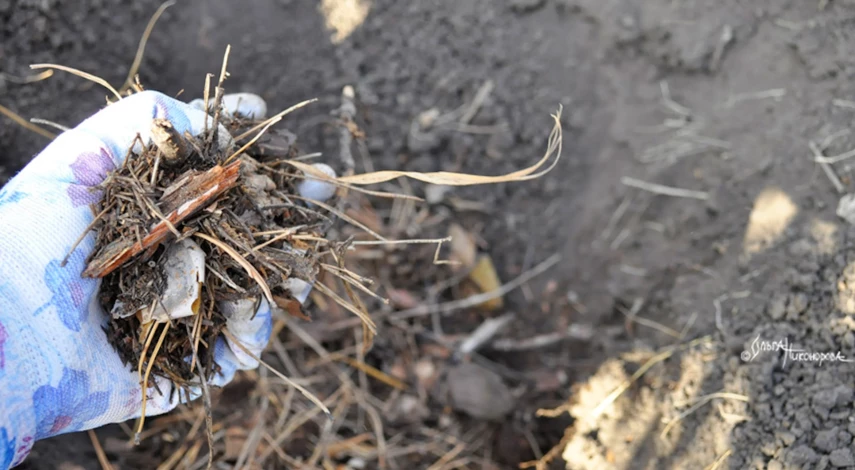 Как сажать рододендрон