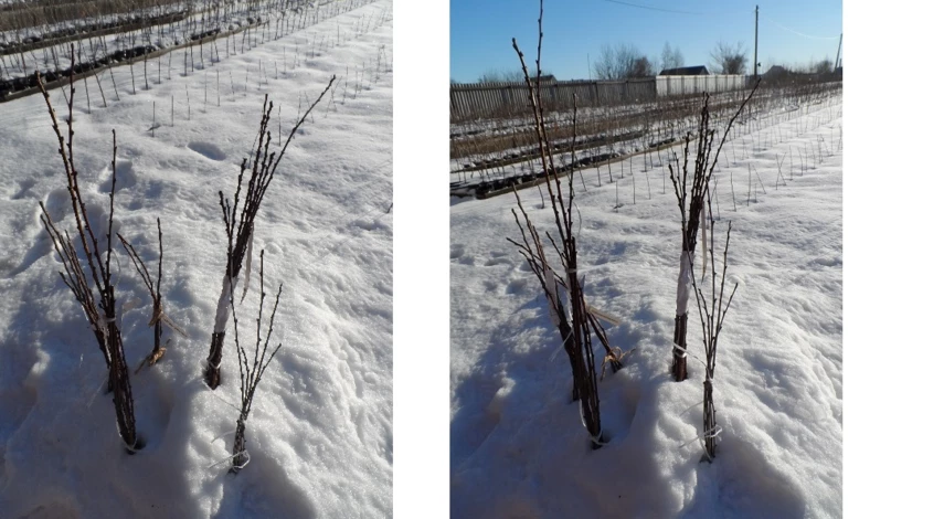 хранение черенков зимой