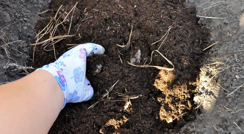 Рододендрон посадка Подмосковье