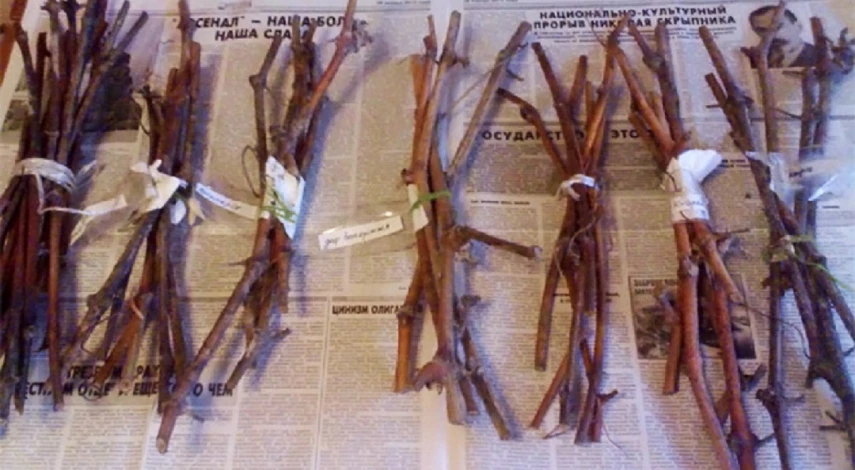 заготовка и хранение черенков