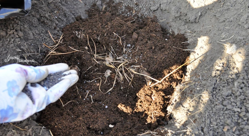 Как правильно посадить рододендрон