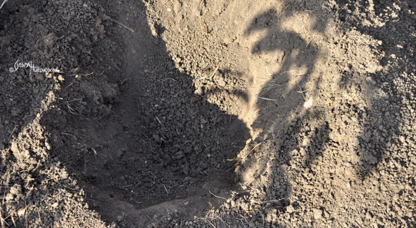 Как посадить рододендрон осенью