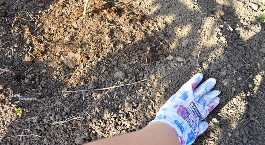 Рододендрон посадка уход фото