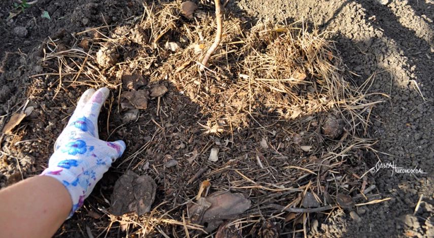 Сажать рододендроны весной