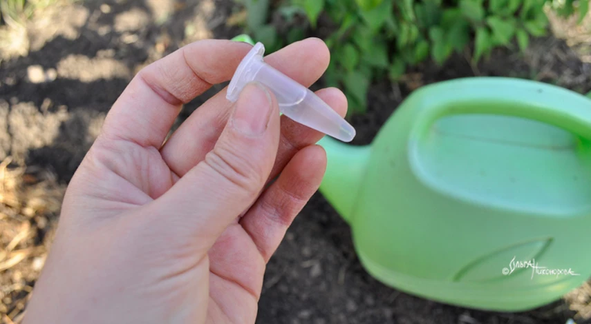 Рододендрон где сажать