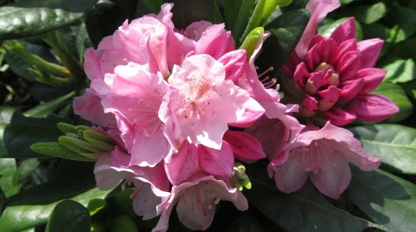 сорт рододендрона пекка