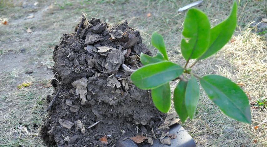 Пересадка рододендрона на новое место