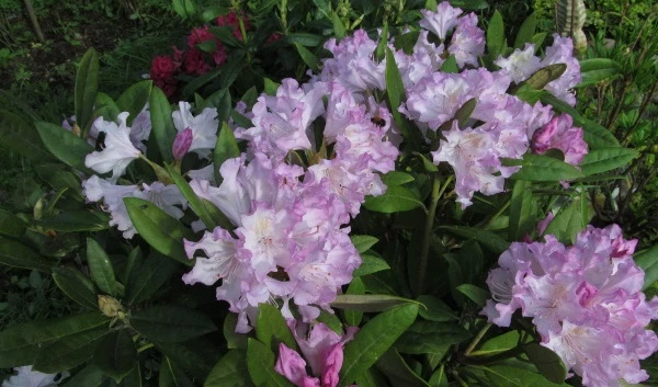 сорт рододендрона дочь севера