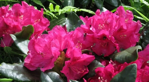 сорт рододендрона нова зембла