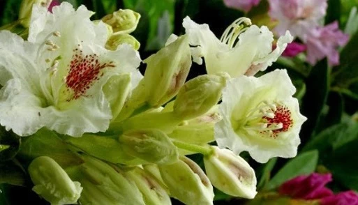 сорт рододендрона петер тигерштедт