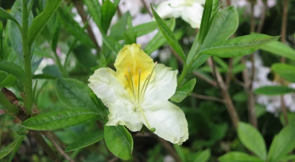 сорт рододендрона северное сияние