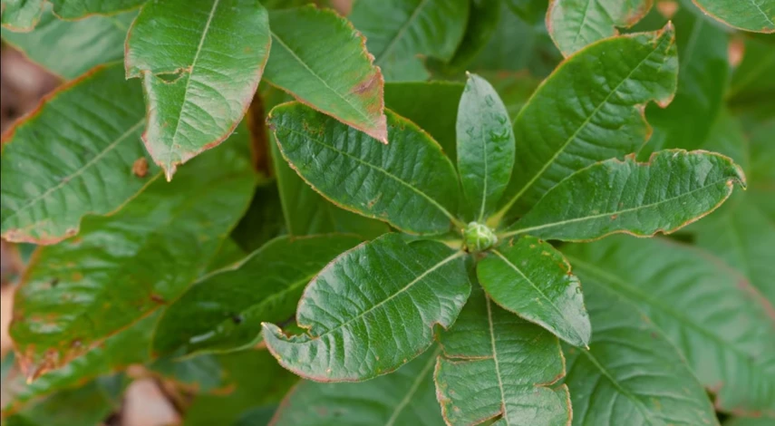 рододендрон листопадный