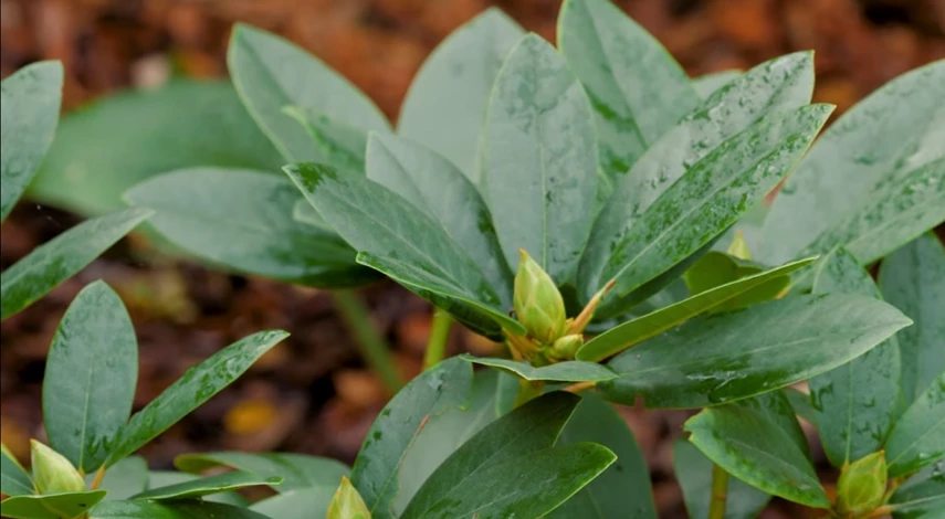 сорт рододендрона пурпуреум грандифлорум