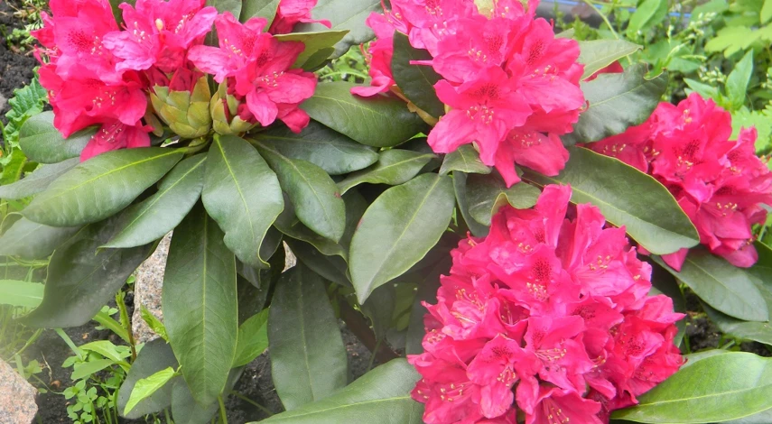 скарлетт вонде сорт рододендрона