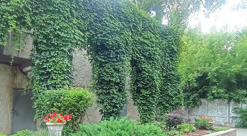 Живая изгородь многолетняя