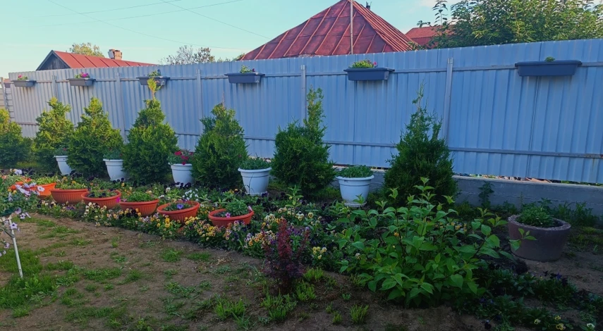 Вечнозеленая живая изгородь