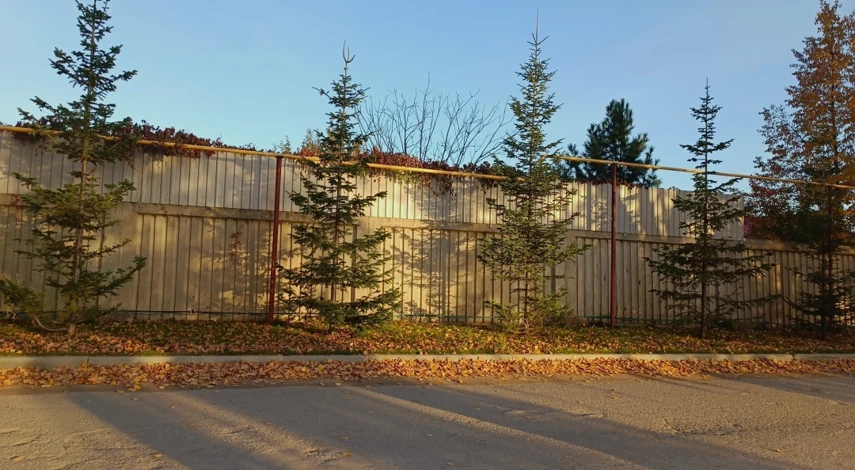 Шаг посадки живой изгороди