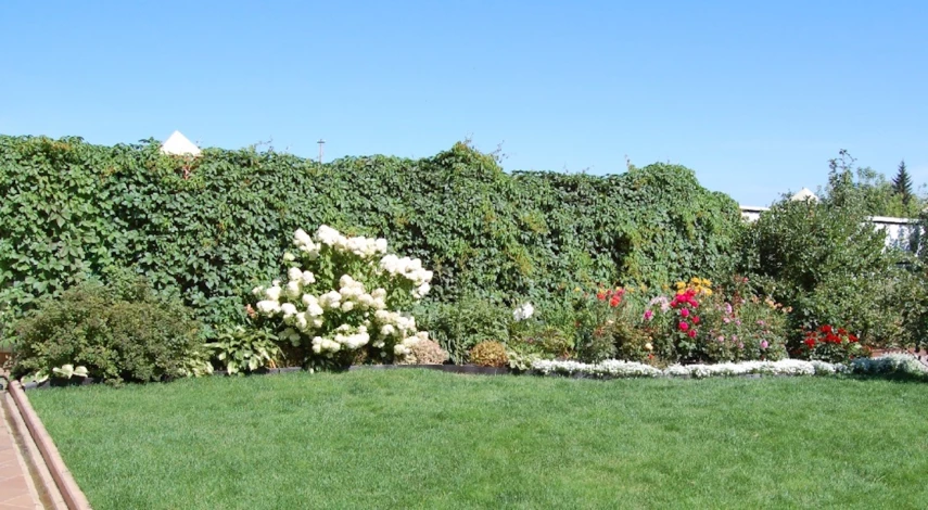 Растения для живой изгороди