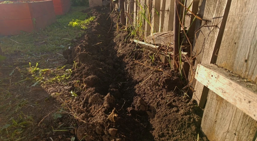 Посадка живой изгороди