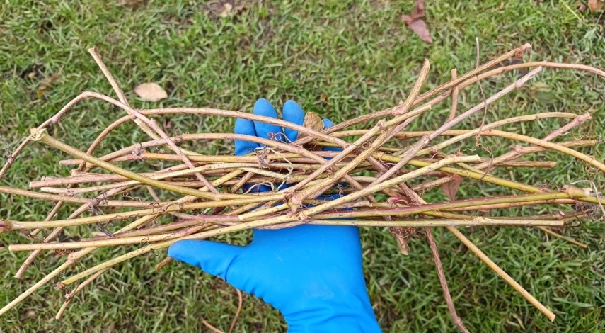 Как сажать девичий виноград для живой изгороди