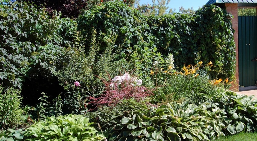 Девичий виноград живая изгородь