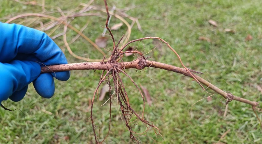 Что посадить для живой изгороди