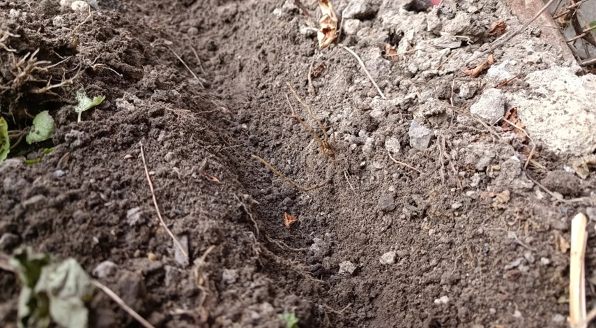 Схема посадки живой изгороди